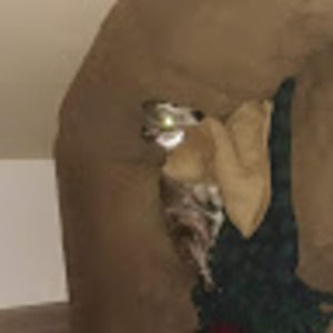 Meet your Posher, Monte